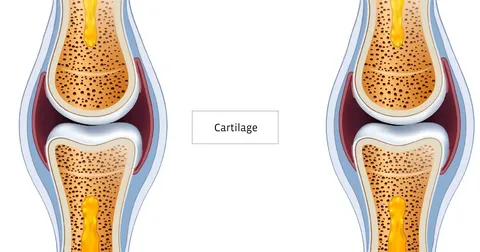 Types of cartilage and their functions